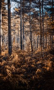 Preview wallpaper forest, trees, pines, birches, autumn, nature