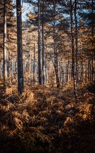 Preview wallpaper forest, trees, pines, birches, autumn, nature