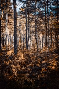 Preview wallpaper forest, trees, pines, birches, autumn, nature