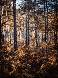 Preview wallpaper forest, trees, pines, birches, autumn, nature