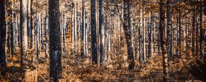 Preview wallpaper forest, trees, pines, birches, autumn, nature