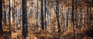 Preview wallpaper forest, trees, pines, birches, autumn, nature