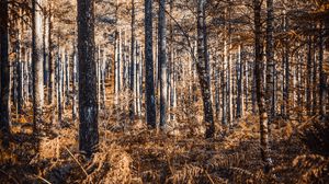 Preview wallpaper forest, trees, pines, birches, autumn, nature