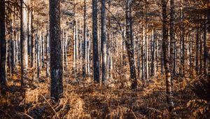 Preview wallpaper forest, trees, pines, birches, autumn, nature