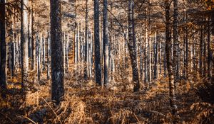 Preview wallpaper forest, trees, pines, birches, autumn, nature