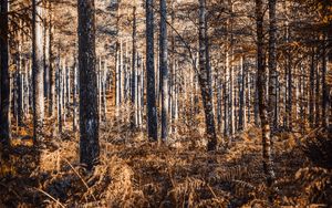 Preview wallpaper forest, trees, pines, birches, autumn, nature