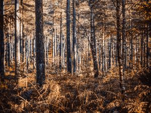 Preview wallpaper forest, trees, pines, birches, autumn, nature