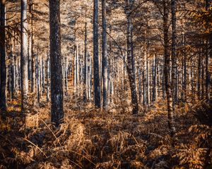 Preview wallpaper forest, trees, pines, birches, autumn, nature