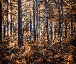 Preview wallpaper forest, trees, pines, birches, autumn, nature