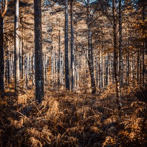 Preview wallpaper forest, trees, pines, birches, autumn, nature