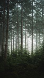 Preview wallpaper forest, trees, pines, fog