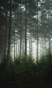 Preview wallpaper forest, trees, pines, fog