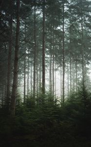 Preview wallpaper forest, trees, pines, fog