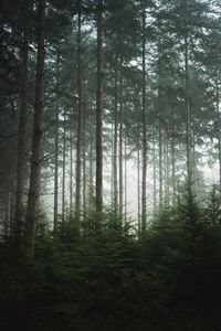 Preview wallpaper forest, trees, pines, fog