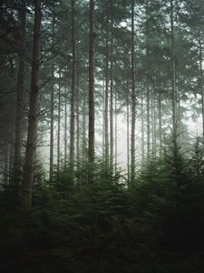 Preview wallpaper forest, trees, pines, fog