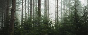 Preview wallpaper forest, trees, pines, fog