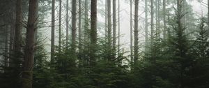 Preview wallpaper forest, trees, pines, fog