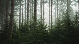 Preview wallpaper forest, trees, pines, fog