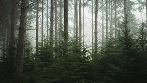 Preview wallpaper forest, trees, pines, fog