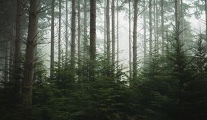 Preview wallpaper forest, trees, pines, fog