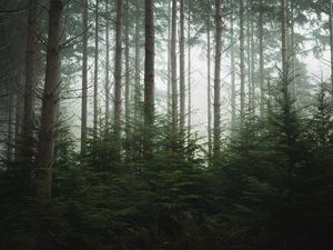 Preview wallpaper forest, trees, pines, fog