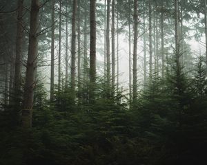 Preview wallpaper forest, trees, pines, fog