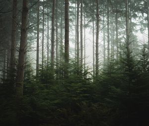 Preview wallpaper forest, trees, pines, fog