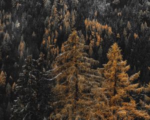 Preview wallpaper forest, trees, pines, needles, snow