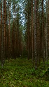 Preview wallpaper forest, trees, pines, nature