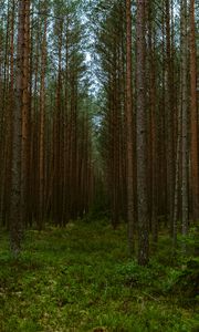 Preview wallpaper forest, trees, pines, nature