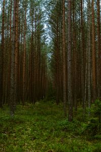 Preview wallpaper forest, trees, pines, nature