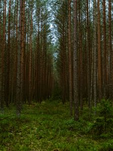 Preview wallpaper forest, trees, pines, nature