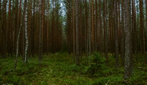 Preview wallpaper forest, trees, pines, nature