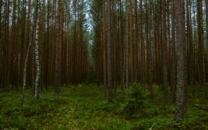 Preview wallpaper forest, trees, pines, nature