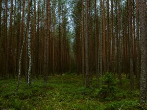 Preview wallpaper forest, trees, pines, nature