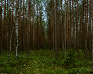 Preview wallpaper forest, trees, pines, nature