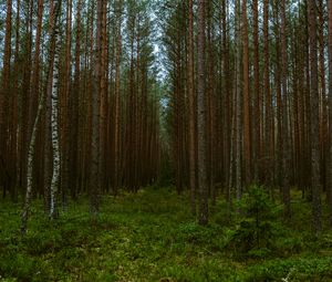 Preview wallpaper forest, trees, pines, nature