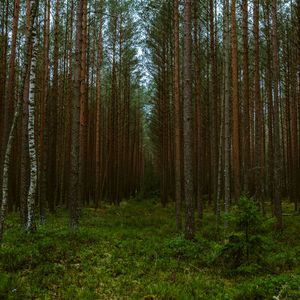 Preview wallpaper forest, trees, pines, nature