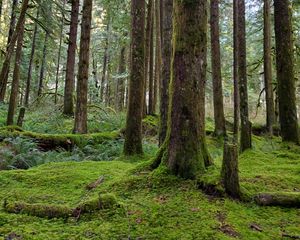 Preview wallpaper forest, trees, pines, moss