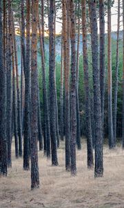 Preview wallpaper forest, trees, pines, grass, dry