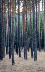 Preview wallpaper forest, trees, pines, grass, dry