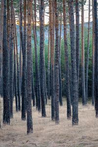 Preview wallpaper forest, trees, pines, grass, dry