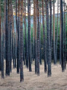 Preview wallpaper forest, trees, pines, grass, dry