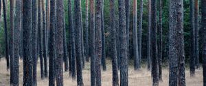 Preview wallpaper forest, trees, pines, grass, dry