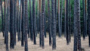 Preview wallpaper forest, trees, pines, grass, dry