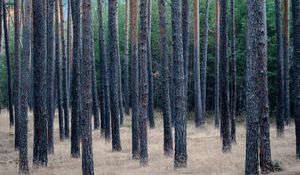 Preview wallpaper forest, trees, pines, grass, dry