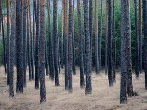 Preview wallpaper forest, trees, pines, grass, dry