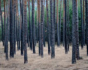 Preview wallpaper forest, trees, pines, grass, dry