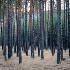 Preview wallpaper forest, trees, pines, grass, dry