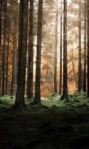 Preview wallpaper forest, trees, pines, dusk, nature